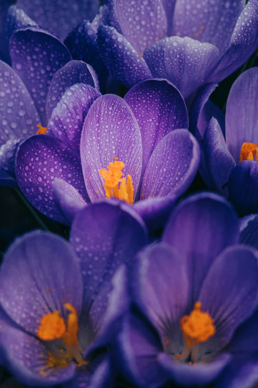 purple crocus flower in bloom close up photo