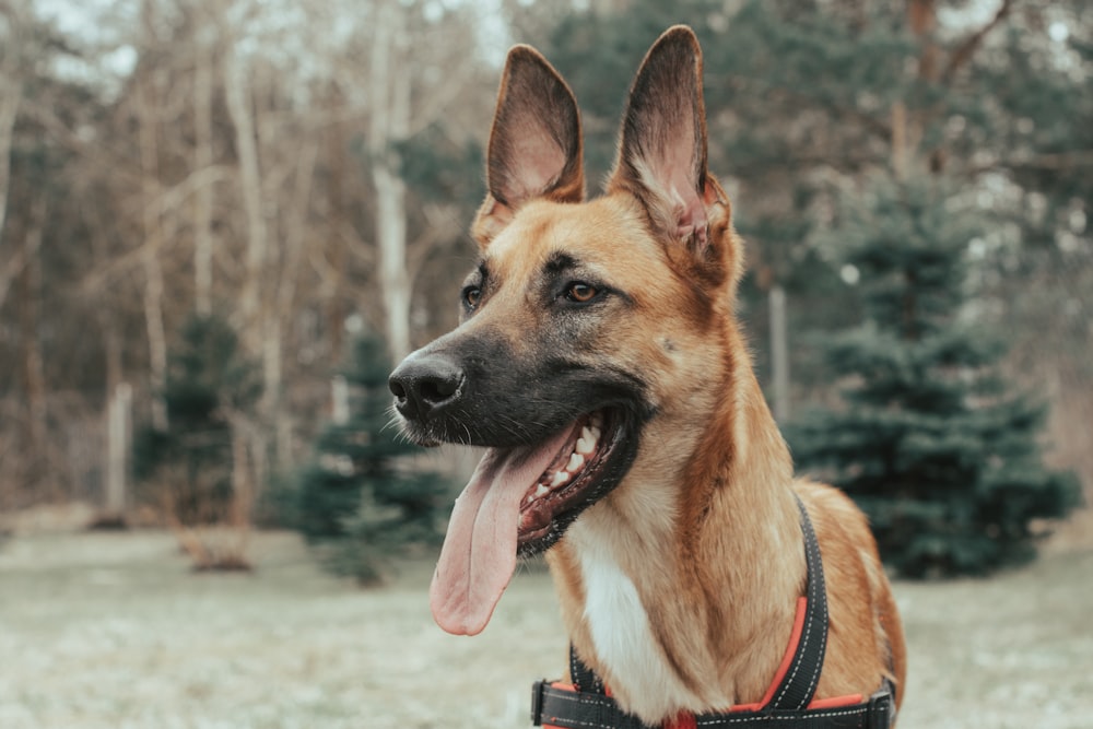 brown and black german shepherd