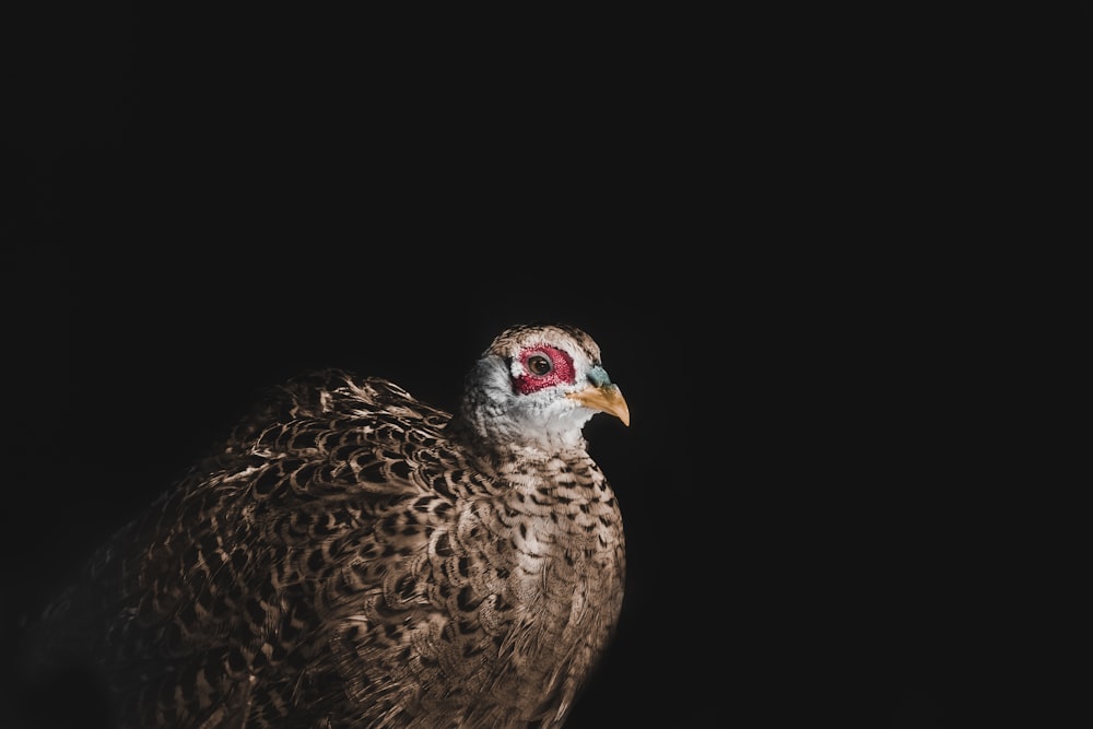 black and white bird with black background