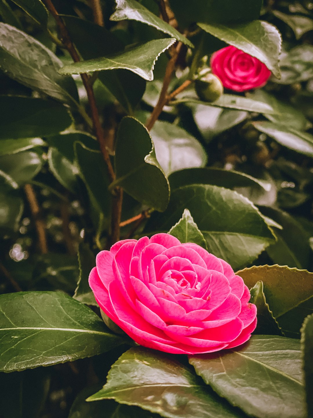 pink rose in bloom during daytime