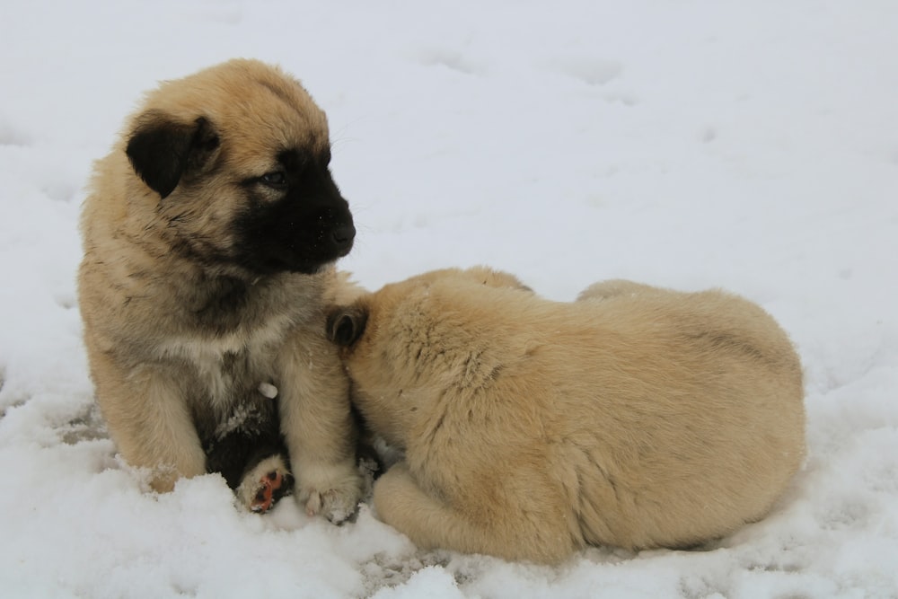 brown and black short coated dog on snow covered ground