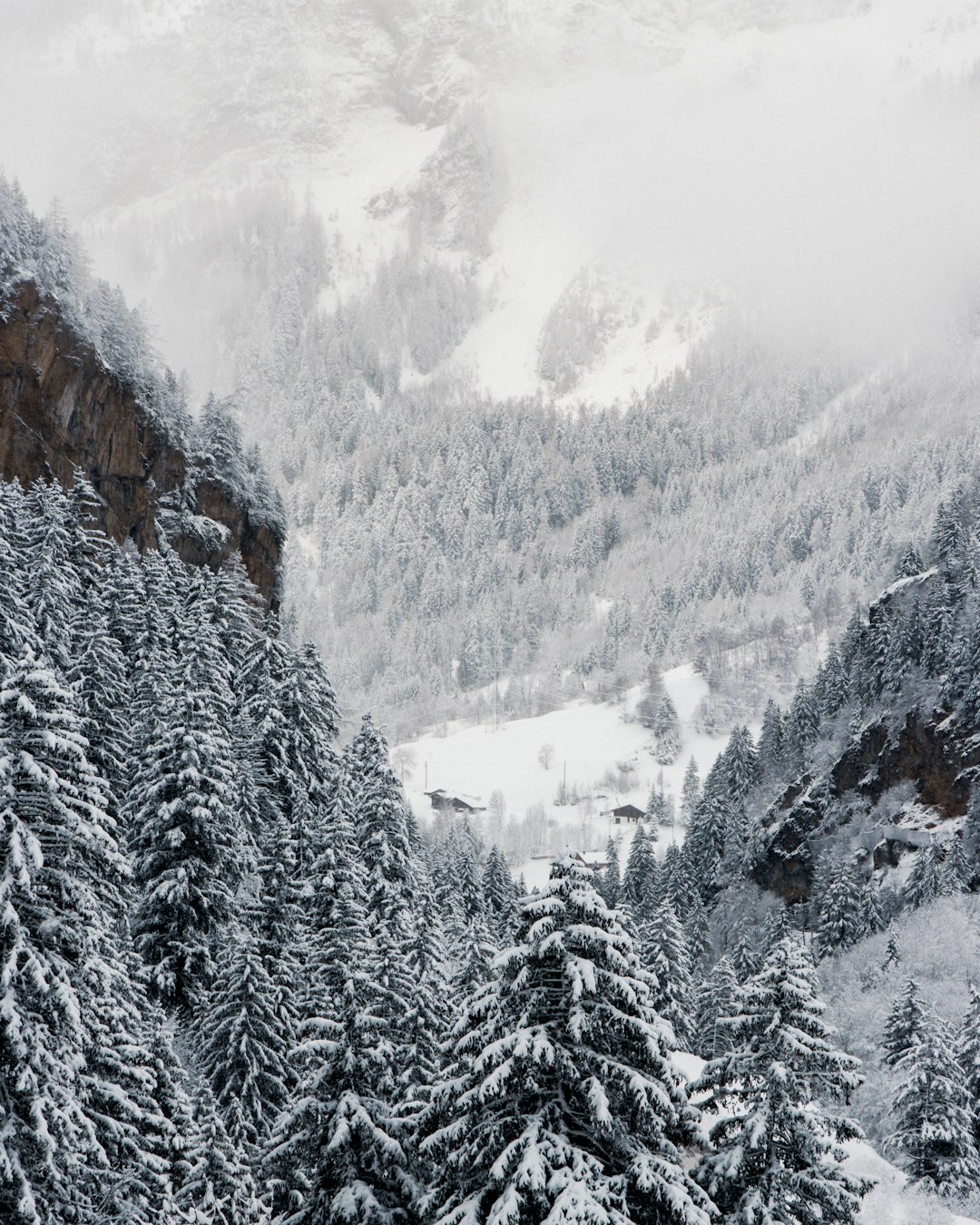 snow covered trees and mountains during daytime