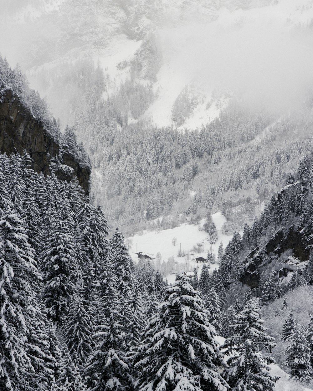 snow covered trees and mountains during daytime