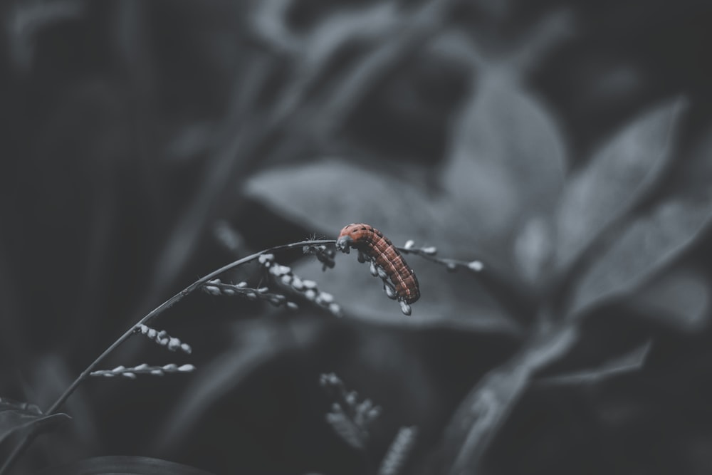 Oruga marrón y negra en la hoja en la fotografía de primer plano