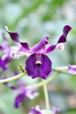 A vibrant close-up of a tropical orchid with deep purple petals and lush green leaves.