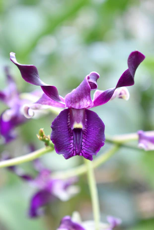 Close-up of a vibrant purple Phalaenopsis orchid in full bloom against a soft green background.