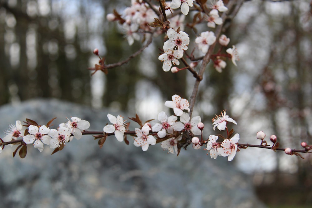 white and pink cherry blossom flowers in bloom during daytime