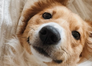 brown and white long coated dog