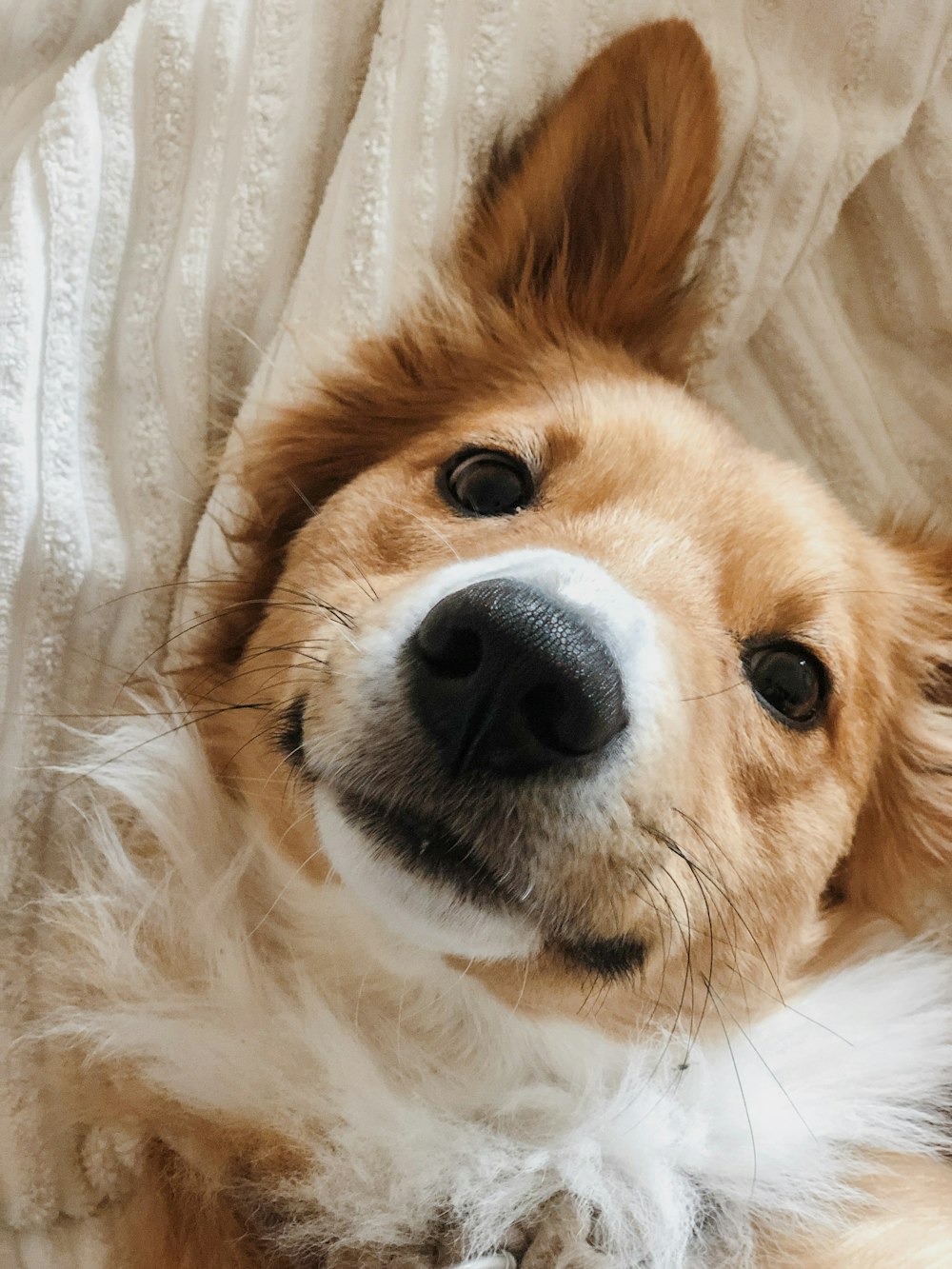 brown and white long coated dog