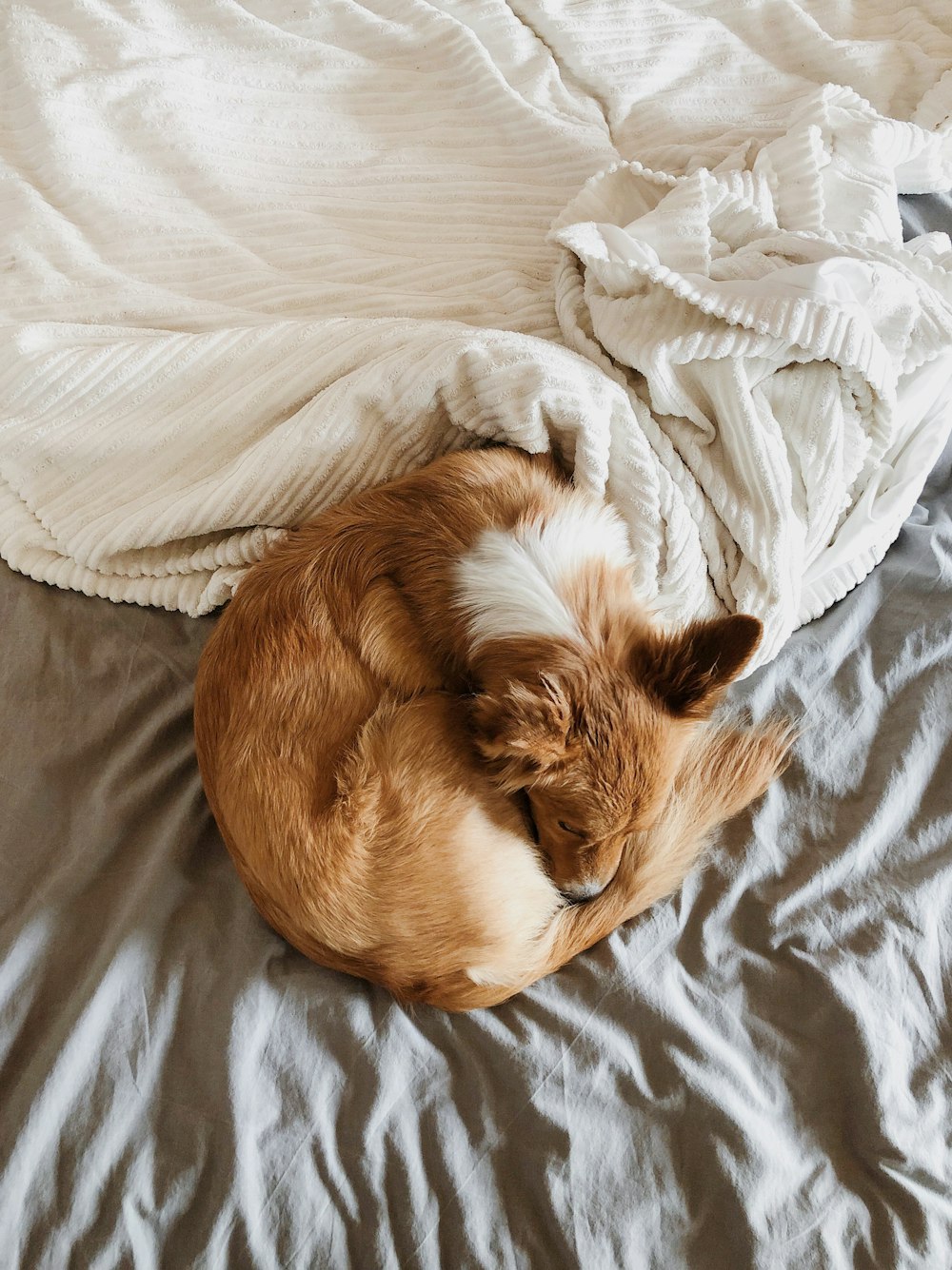 brown and white short coated medium sized dog lying on white bed