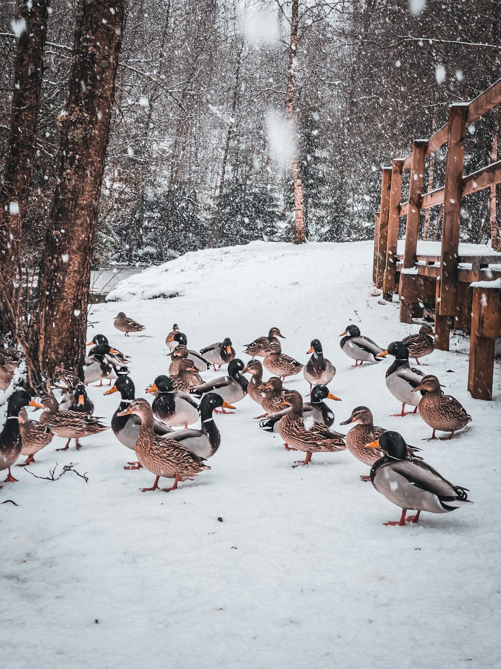 flock of birds on snow covered ground during daytime