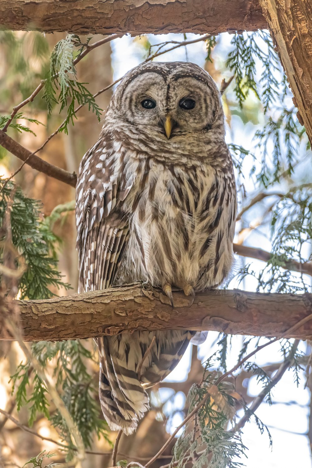 brown owl perched on brown tree branch during daytime