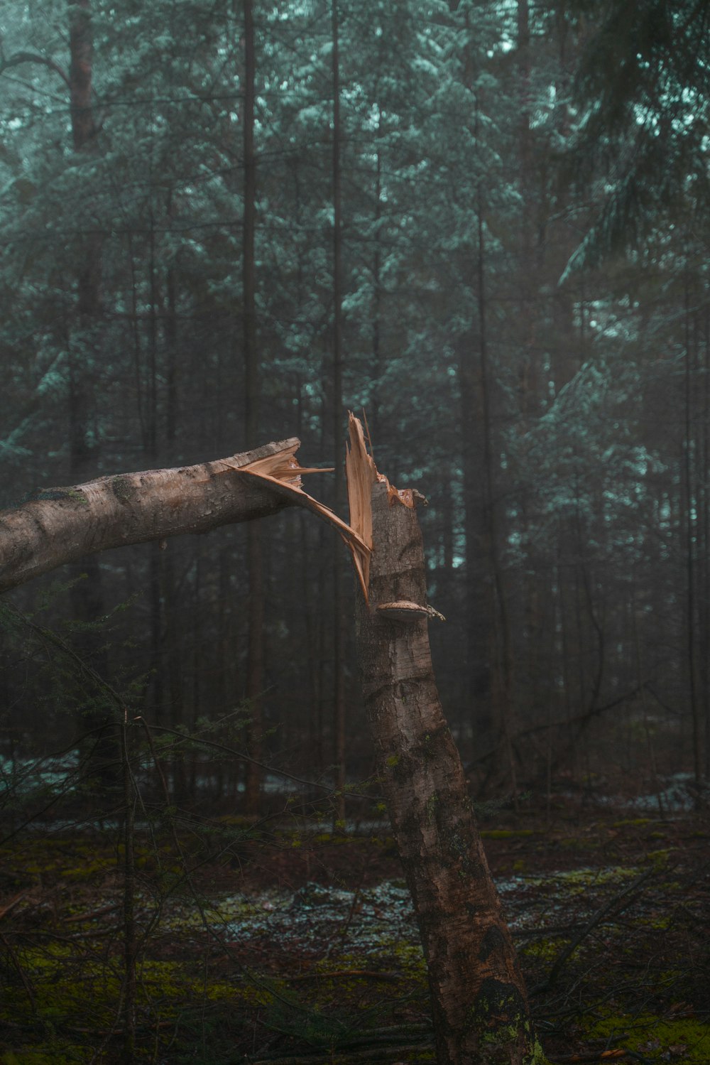 brown tree branch on forest during daytime