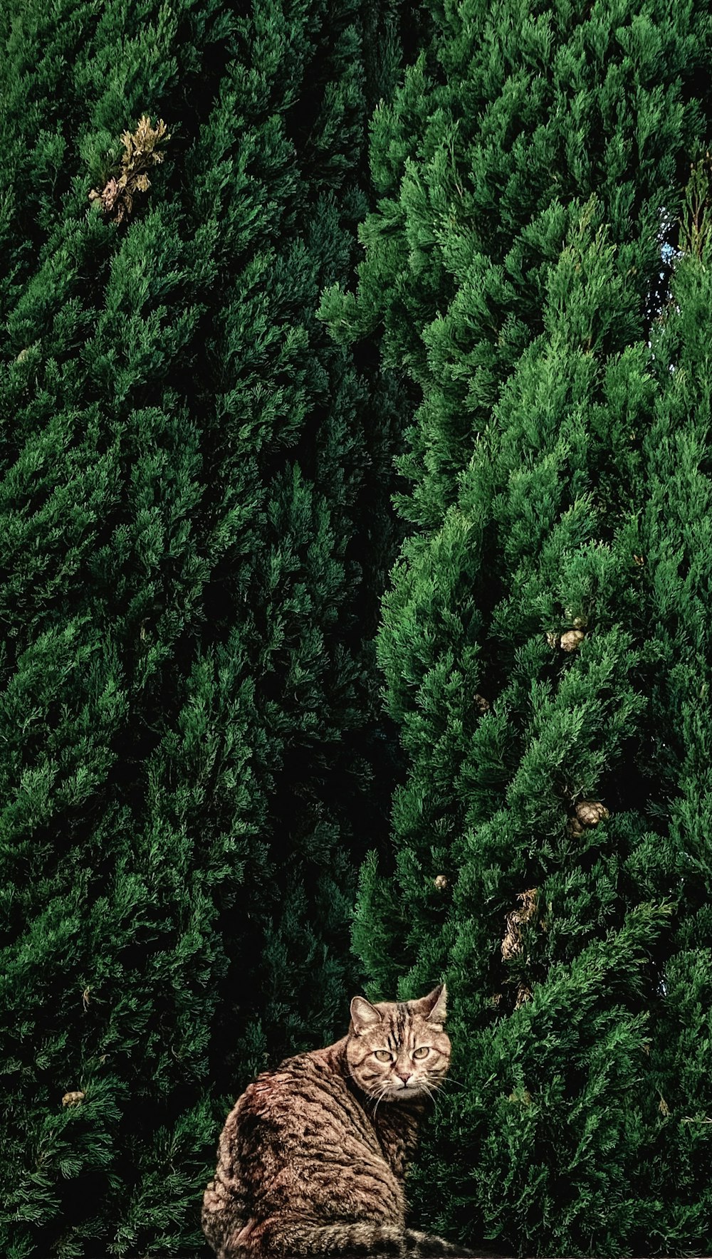 green pine tree during daytime