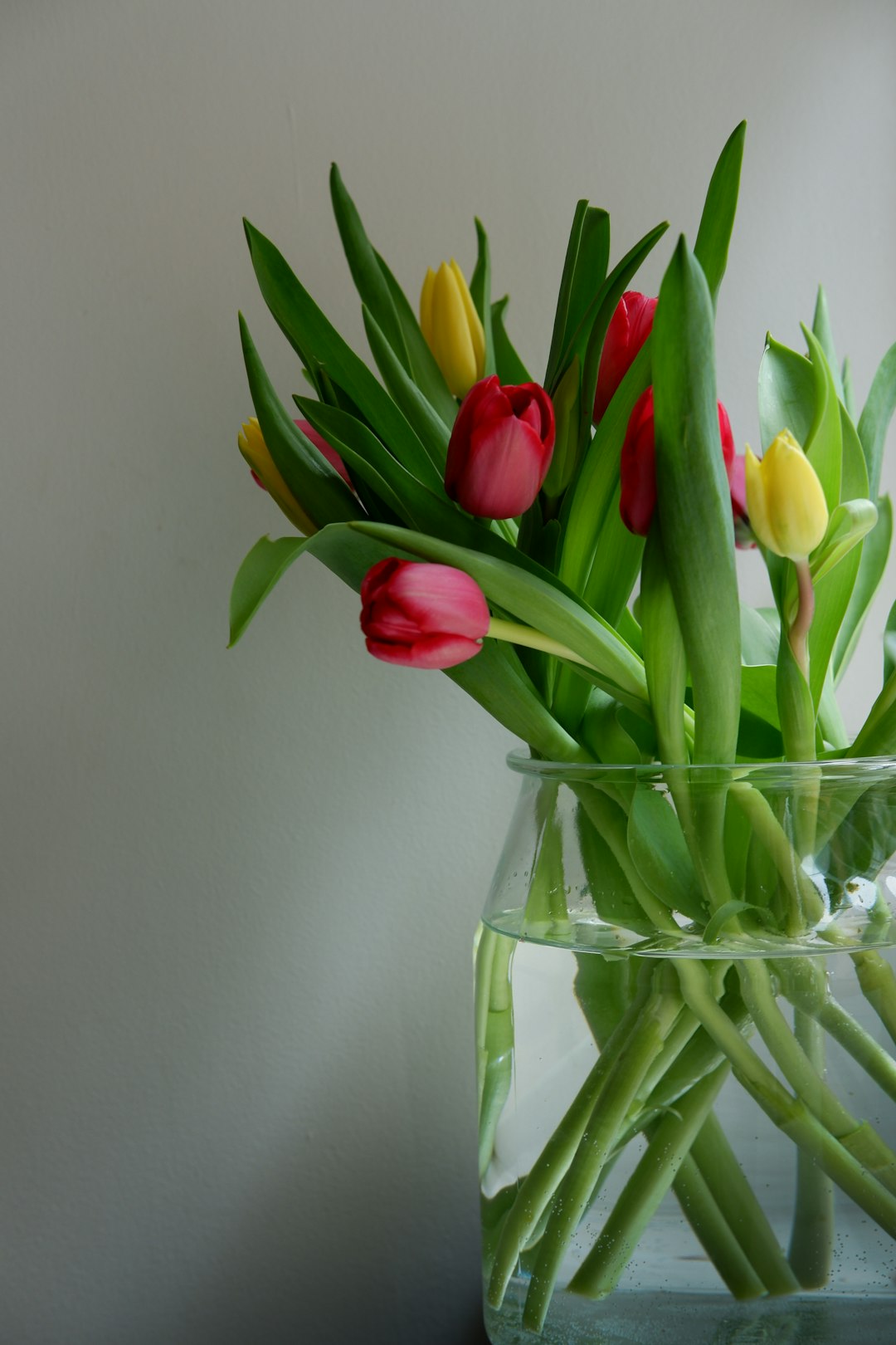 red and yellow tulips in clear glass vase