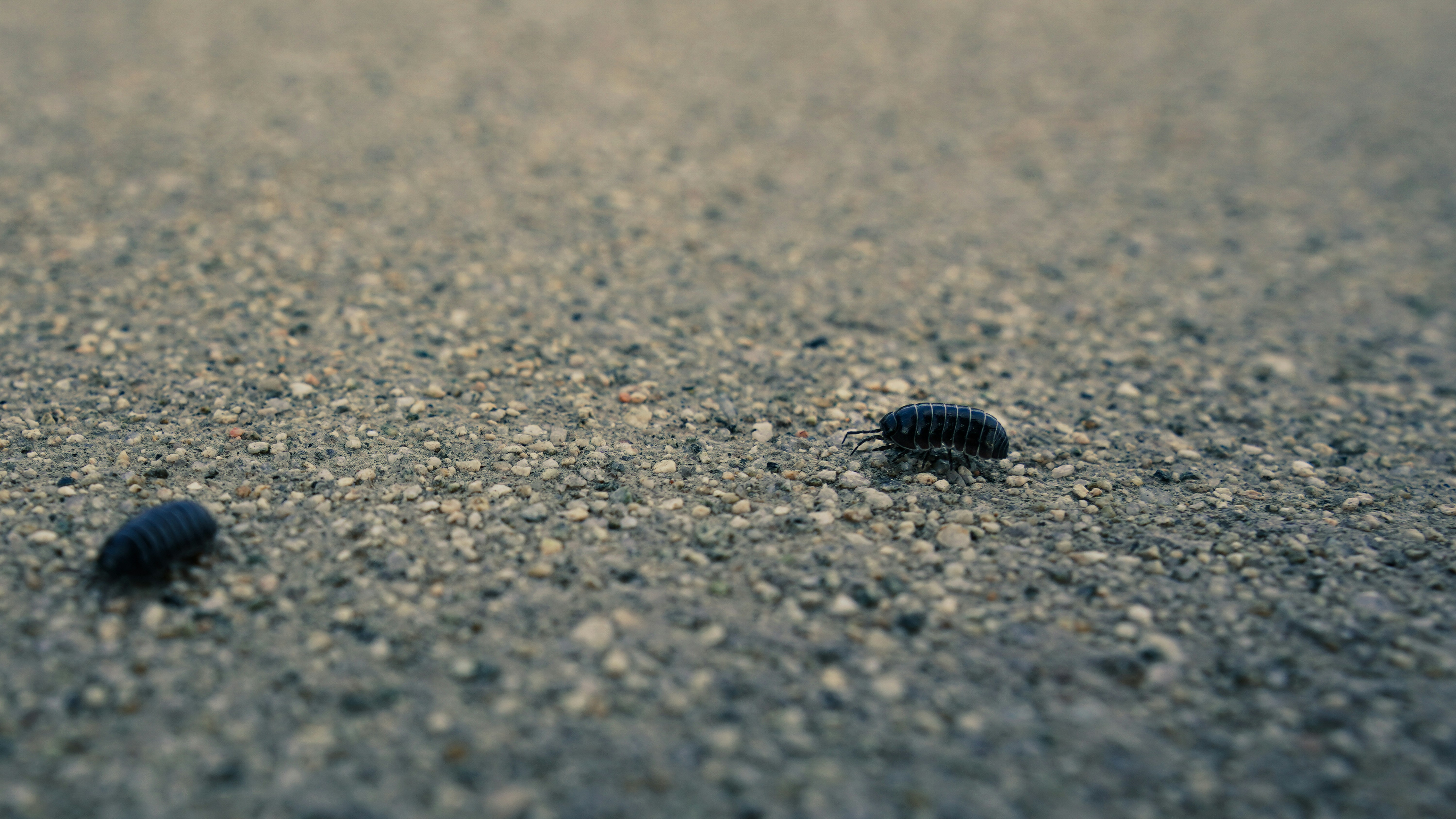 Rare Isopods & Millipedes