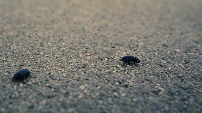 A variety of isopods crawling on natural substrate.