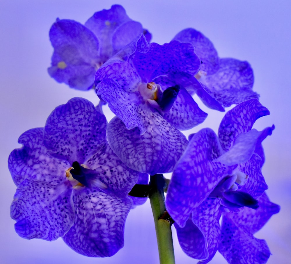 purple and green moth orchids in bloom close up photo