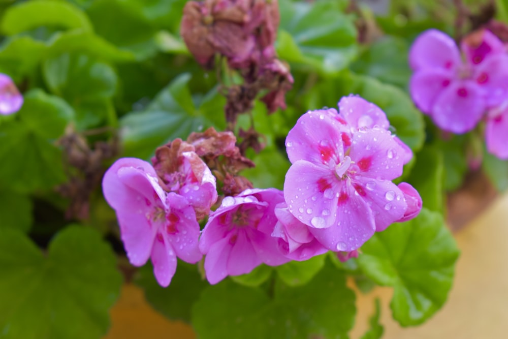 pink flower in macro shot