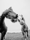 grayscale photo of 2 horses