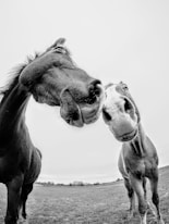 grayscale photo of 2 horses
