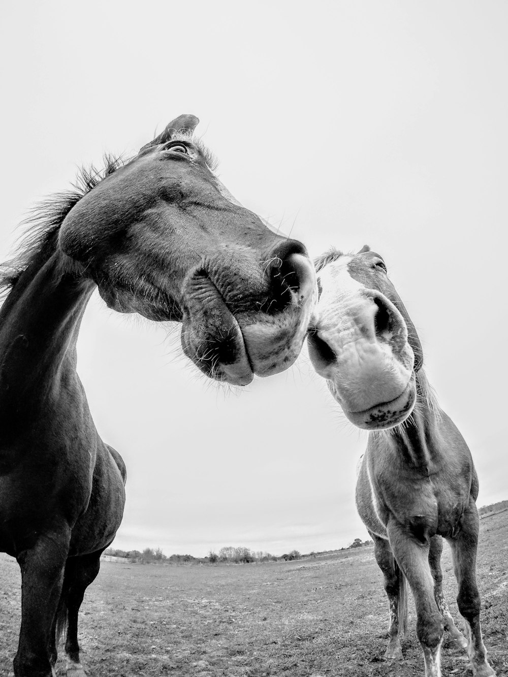 grayscale photo of 2 horses