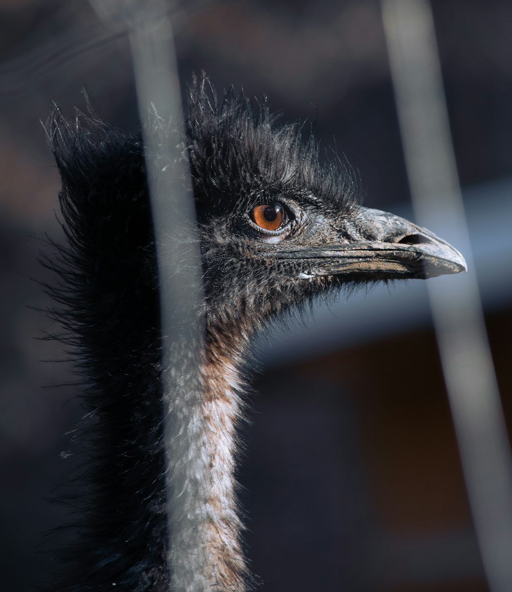 black and gray bird in close up photography