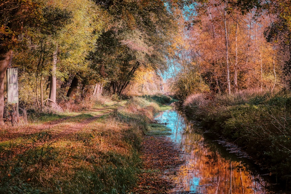 brown and green trees beside river during daytime