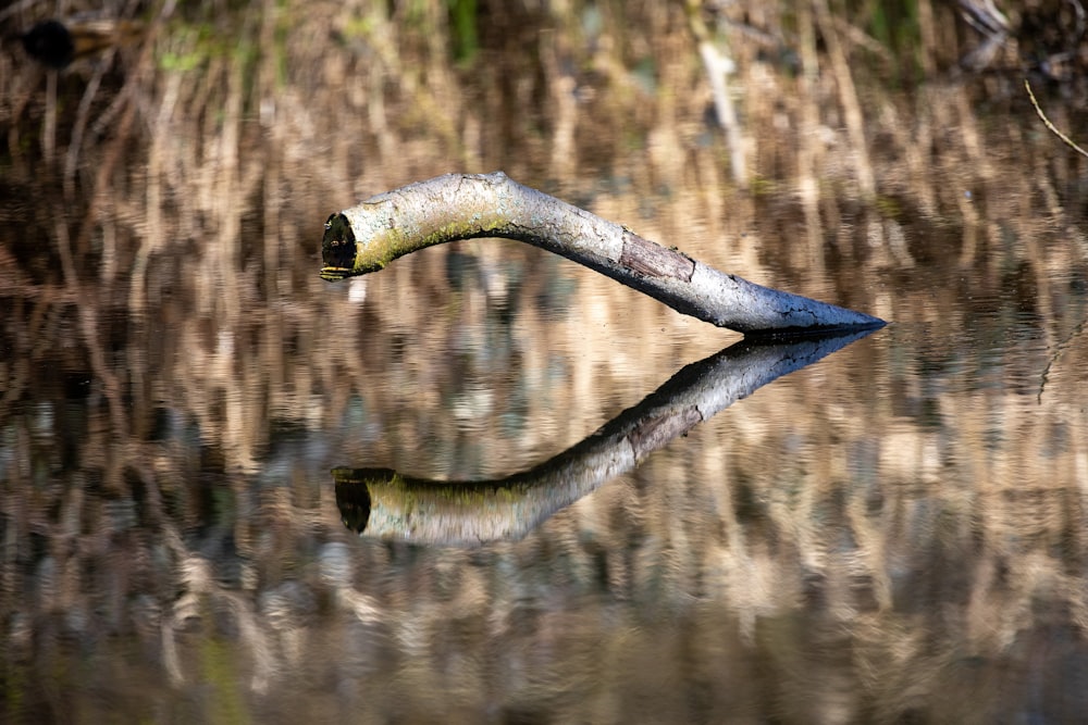 blue and white bird on tree branch