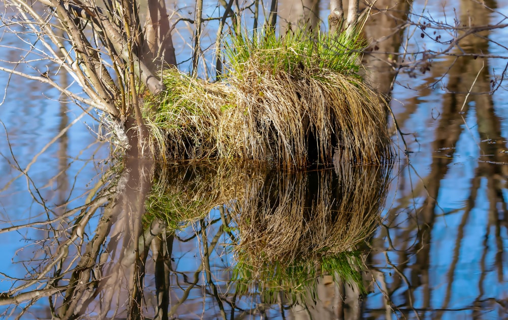 green plant on body of water during daytime