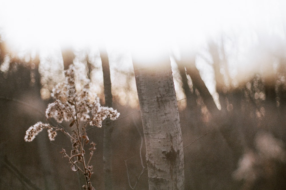 fleurs blanches sur une branche d’arbre brune