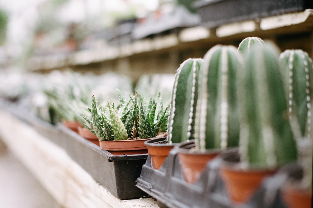 green cactus plant in brown clay pot