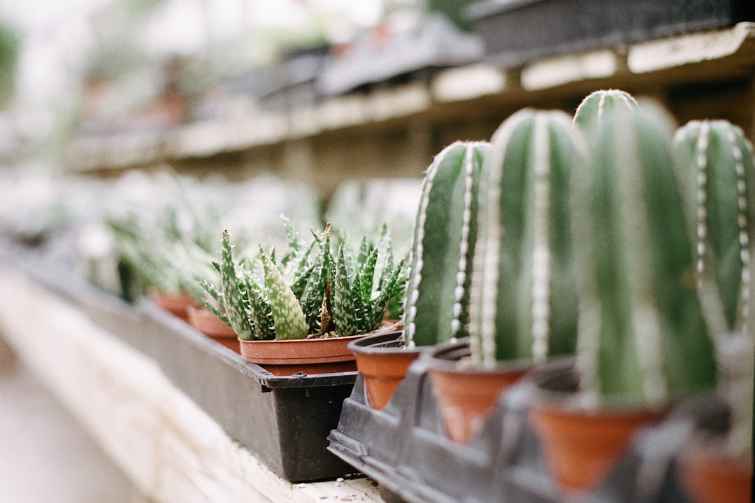 green cactus plant in brown clay pot, Shot on Kodak Portra 400 rated at 250.