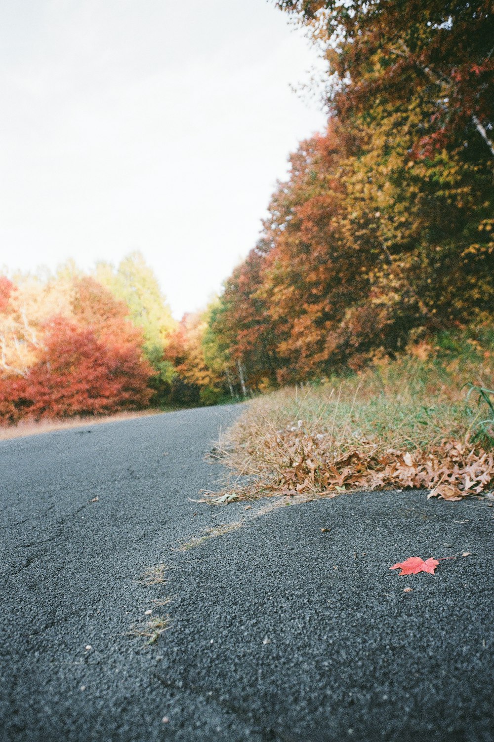 gray asphalt road between green and brown trees during daytime