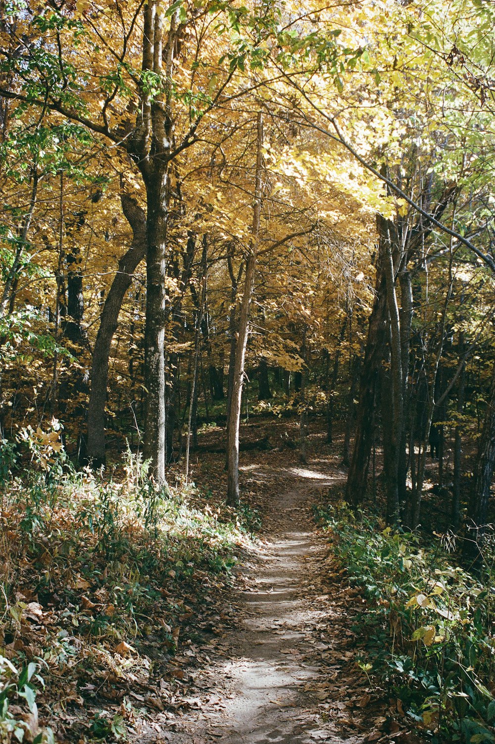 Sentier entre les arbres pendant la journée