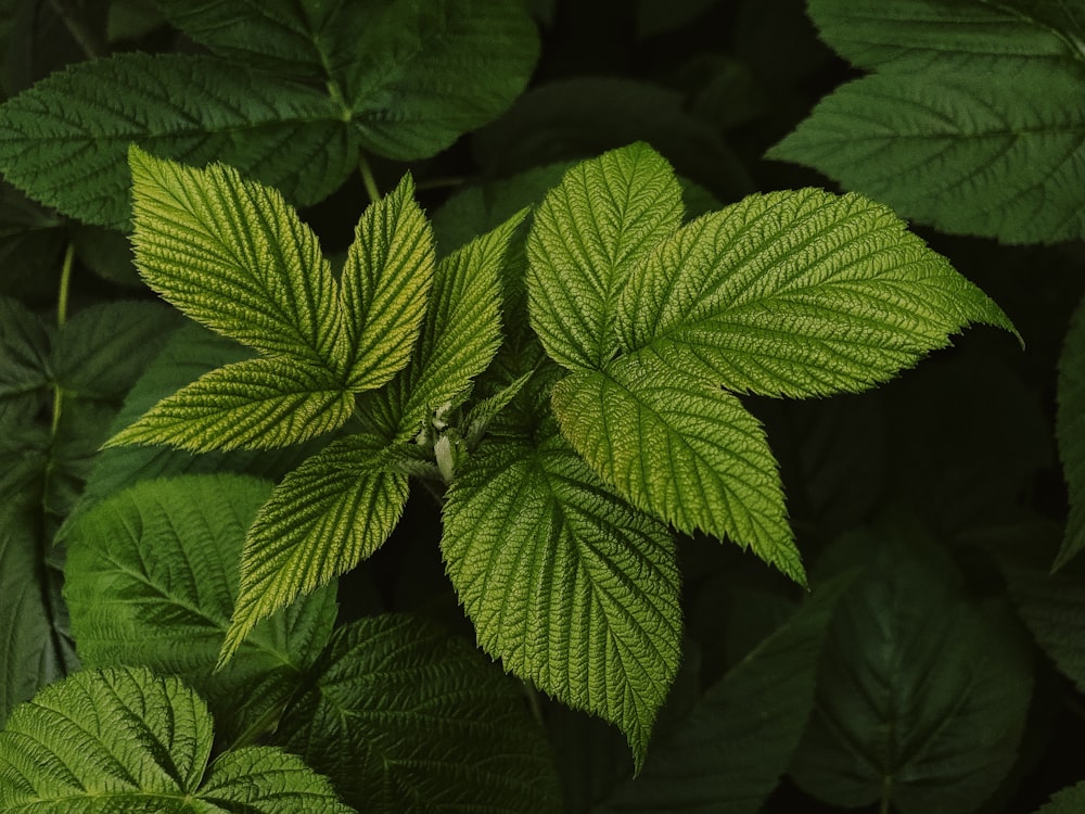 green leaf plant in close up photography