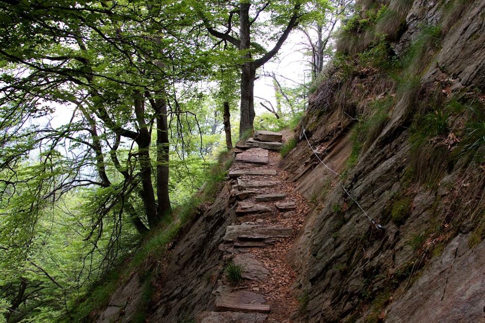 brown pathway between green trees during daytime