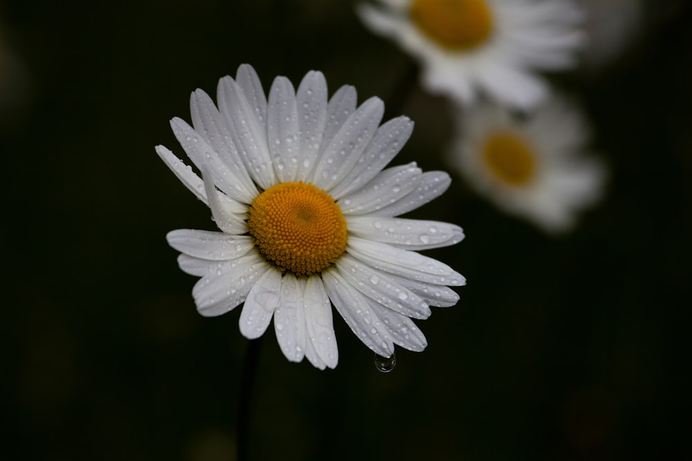 white daisy in bloom with dew drops