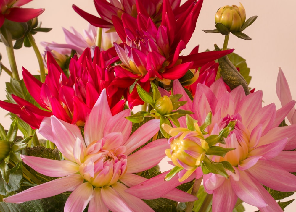 pink and yellow flower in close up photography