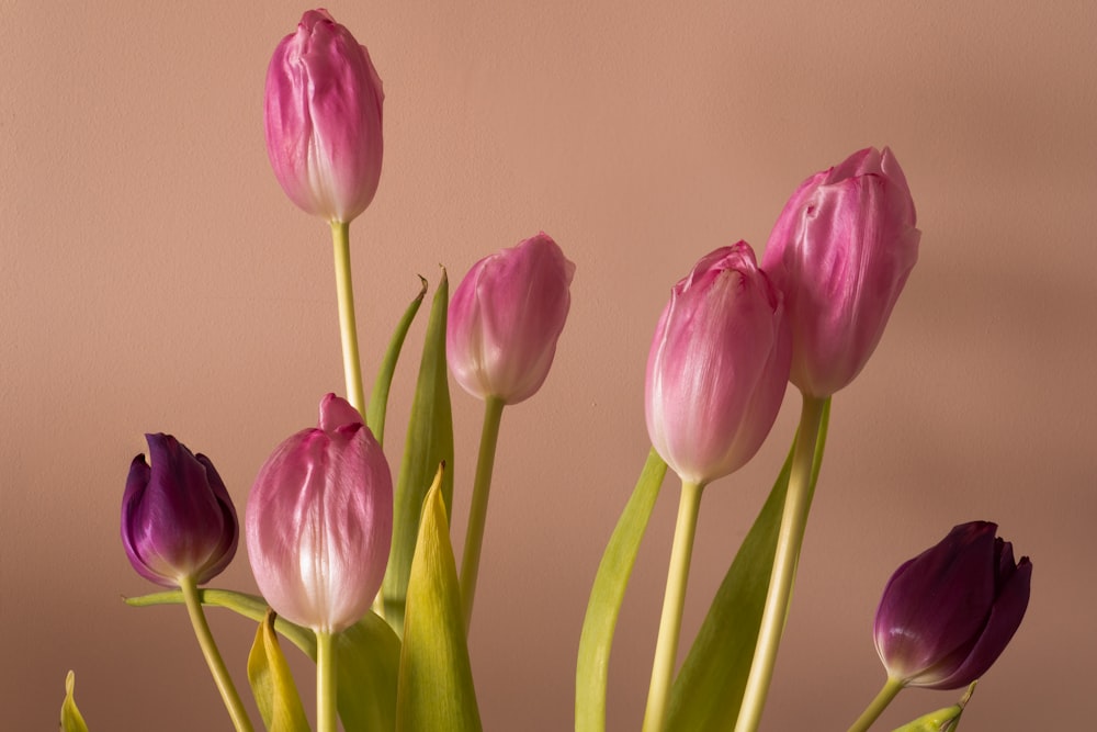 purple tulips in close up photography