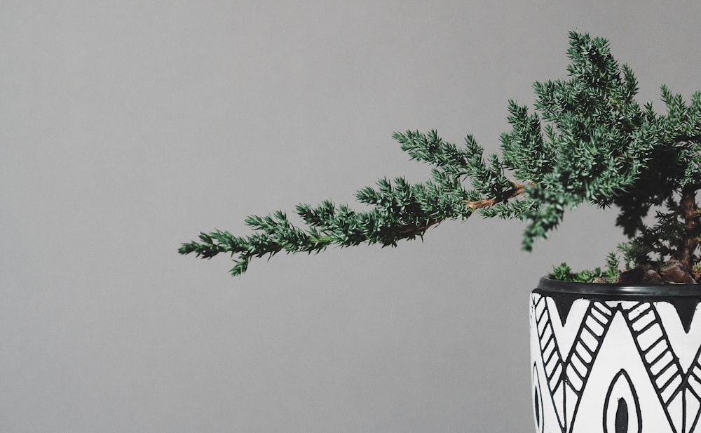 green plant on white and black striped container