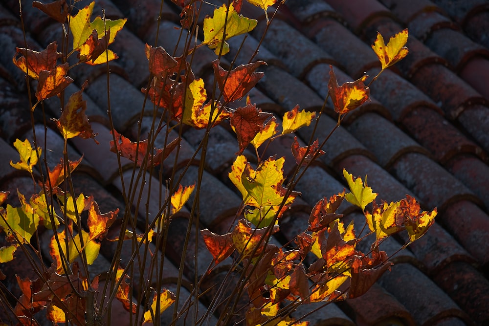 yellow and brown leaves on brown brick wall