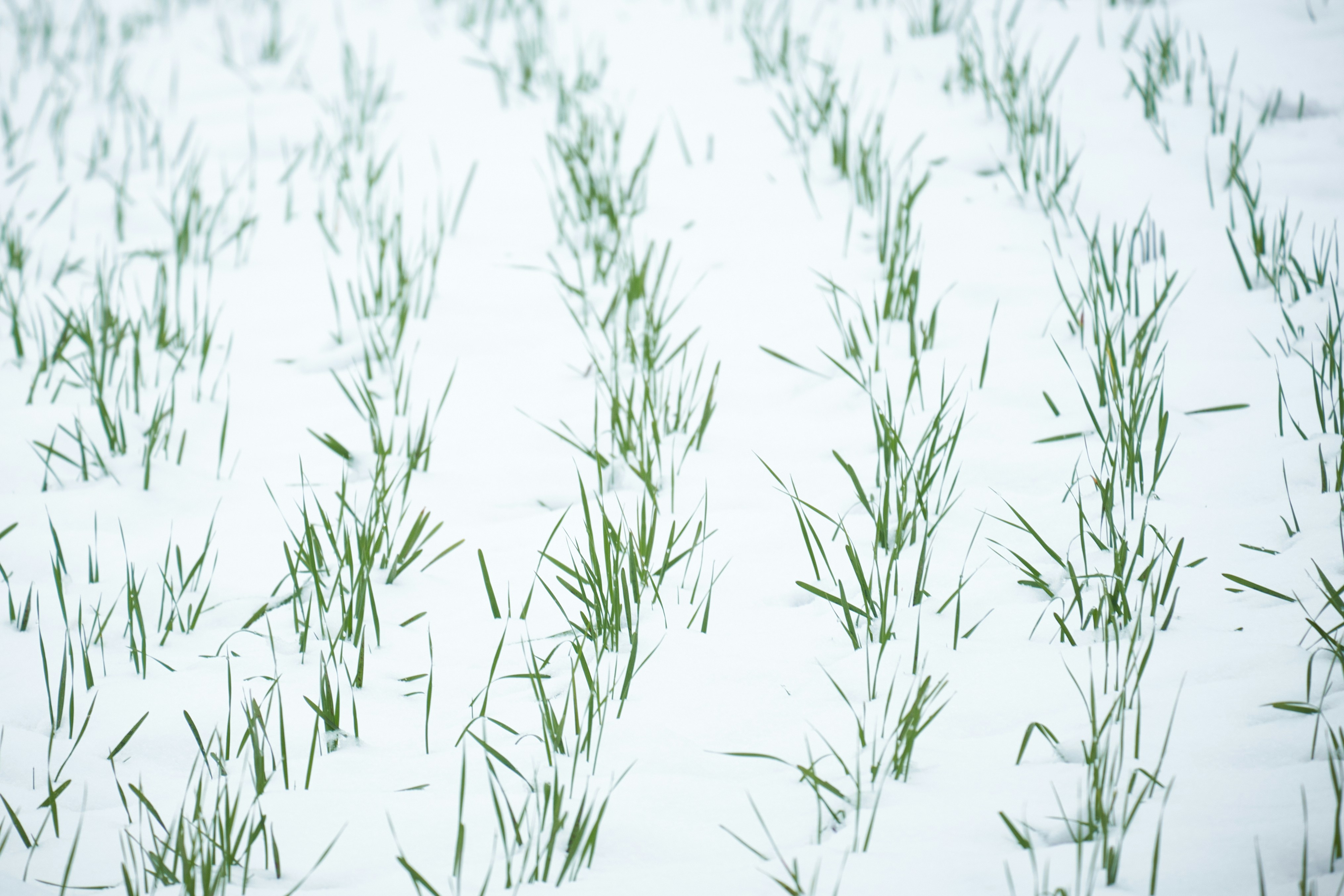 green grass in close up photography