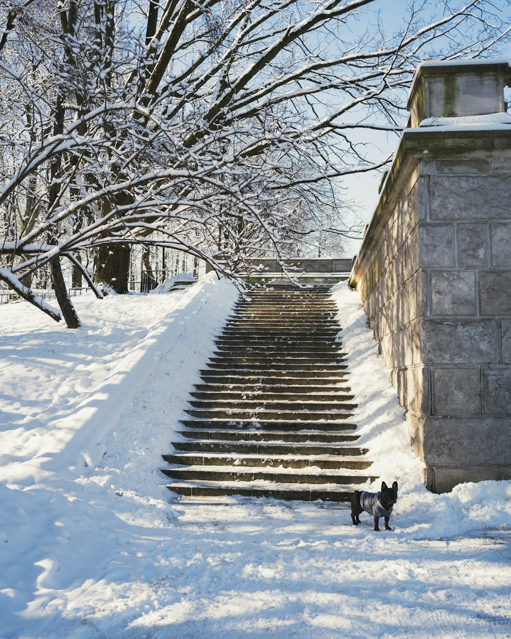 black dog on snow covered stairs