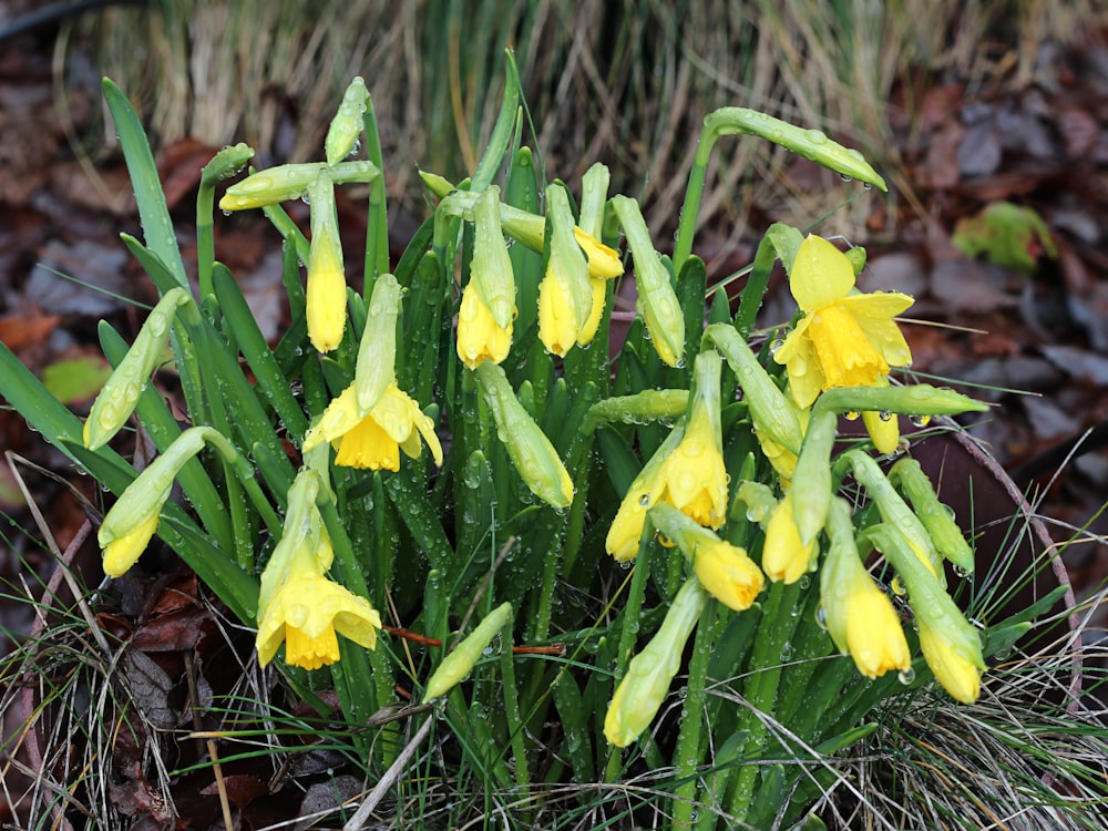 yellow crocus flowers in bloom during daytime