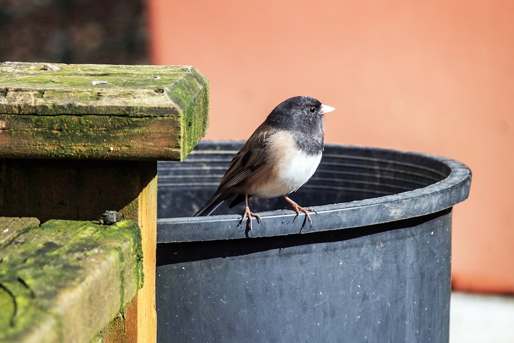 gray and white bird on brown wooden fence