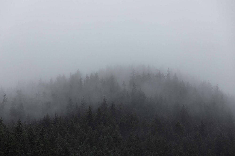 Grüne Bäume mit Nebel bedeckt