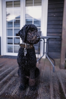black poodle on brown wooden floor