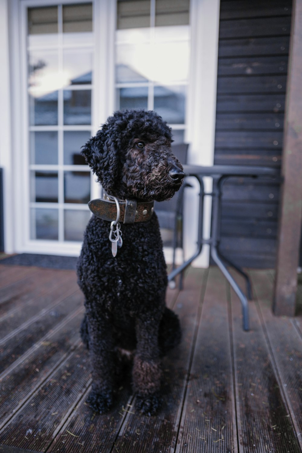 black poodle on brown wooden floor