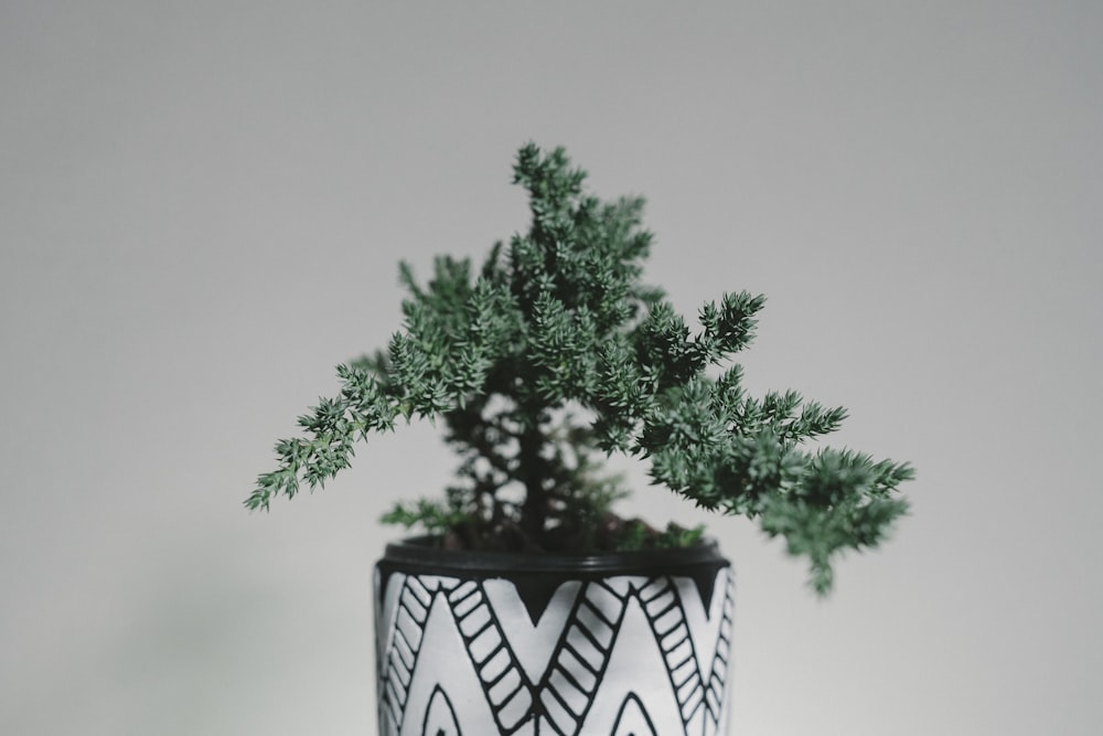 green tree on white and black ceramic vase
